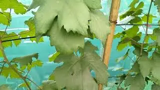 Hampir smua varietas anggur (TRANS, CHERNY, EVEREST, JUBILE, HELIODOR) di KGG-1 sdh muncul bunga PHP