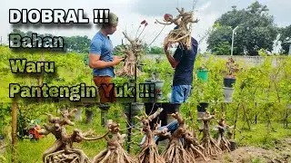 Jual Bahan Bonsai Waru Murah Meriah
