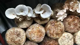 FACTORS AFFECTING THE GROWTH OF OYSTER MUSHROOM: SUBSTRATE COMPOSITION #oystermushroom #substrate