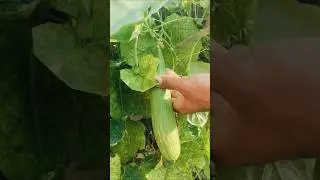154 Harvesting Ridge Gourd. #gourd #trending #shorts #nature  #viral #harvest #satisfying
