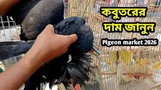 কবুতরের দাম জানুন | Pigeon market 2026 | কম দামে কবুতর | Pigeons video | kabutar hat video today 