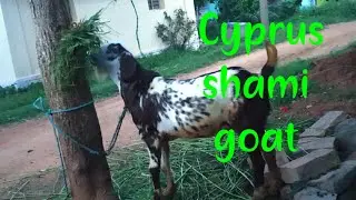 Cyprus shami goat
