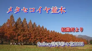 メタセコイヤ並木の紅葉、シリーズ詩季彩の花写真集、秋の花ごよみ、紅葉風景