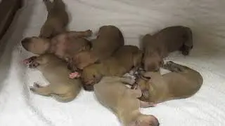 Yellow Cur Dog Puppies sleeping.