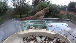 Female Cardinal Dines at Netvue Smart Feeder: A Birdwatcher's Delight!