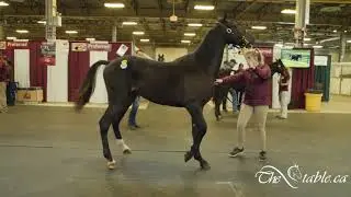 HIP #305, Liberty For All, London Selected Sale, TheStable ca