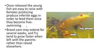 Parental care in Fishes