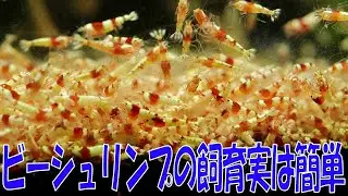 高級レッドビーシュリンプ水槽立ち上げPart3【アクアリウム水槽熱帯魚】