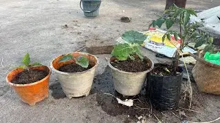 Grafting Brinjal Farming Odia॥କଲମୀ ବାଇଗଣ ରେ କୁକୁଡା ଖତ କେମିତି ଦେବେ 