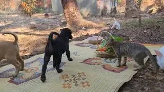 Cozy Pet Mealtime | Peaceful Moments at Home | 4K60FPS