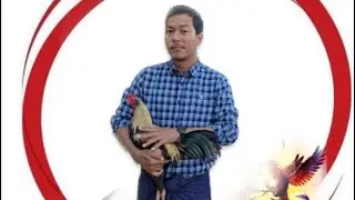 ကြက်ပေါက် တိုက်နည်း အကြောင်း#ဦးကောင်းကောင်း#တိုက်ကြက်ဝါသနာရှင်ညီကိုများ#တက်သစ်စလူငယ်များ