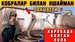 Уйимда 2 Метрли Дахшатли Кобра Илонлар бор. Харобада колган Хола😱 1-Қисм
