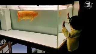 Luxury Goldfish Tank Setup | Crystal Clear Water & Stunning Showcase 2025 #11