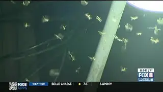 Termite Season Tips