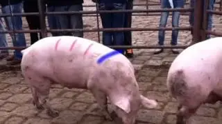 Basics of livestock judging