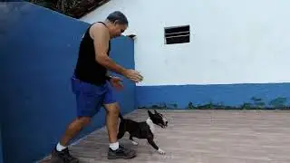 Training & Obedience .. Mini BULL TERRIER #bullterrier