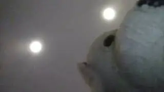 L&rsquo;ours mal&eacute;fique