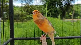Canary Singing Coach Presents Song of Confidence 🎶