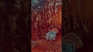 moving turkey animation