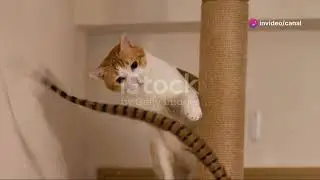 Felines Fitness Unraveling the Athletics Cats