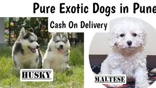 Pure Quality Exotic Dogs in Pune 🐾 All Over Maharashtra Delivery 🚚