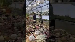 БОНСАИСТЫ ВЫНОСЯТ ОГРОМНЫЙ БОНСАЙ ИЗ КРАССУЛЫ ДЕНЕЖНОГО ДЕРЕВА ТОЛСТЯНКА ЦВЕТЫ КАКТУСЫ РАСТЕНИЯ