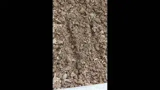 How to grow turnips