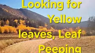 Looking for Yellow Leaves, Leaf peeping