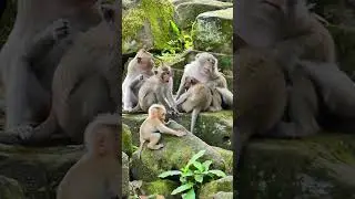 #fypシ #orangutan #dubai #dubaizoo #george #indonesia #ape #xyzbca #xyzb #shower monkeys show