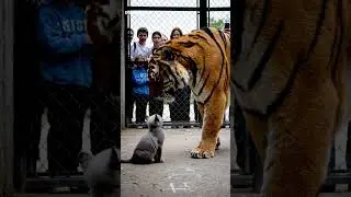Tiger Meets Kitten - You Won't Believe What Happens Next!