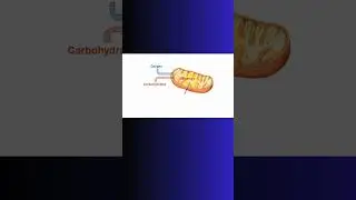ATP!  ENERGY! EXPLAINED! #atp #bioenergetics #biochemistry #physiology #mitochondria #cell #cells