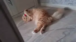 Кот Лёвка vs. Красный Джек / Cat Leo vs. Red Jack