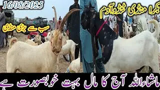 Bakra Mandi Tando Adam | Today update | Tapri Gulabi bakriyan | Qurbani Eid 2026 | 16/08/2025