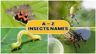 A to Z Insects and bugs names | Vocabulary | Insect For Kids | Kids learning video | Alphabets |