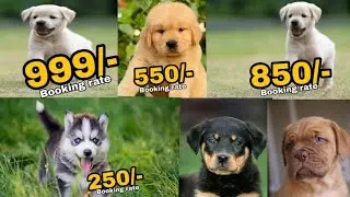 Low Price Dog And Puppy Market in Delhi and India,shitzu,Poodle,Labrador,golden retriever,available 