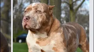 American bully lilac Merle stud. Watch the video the end to see the available puppies