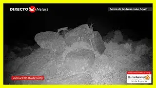 🐾 LINCE IBÉRICO (Lynx pardinus) 🔴 DIRECTO de esta noche