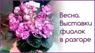 Весна. Выставки фиалок в разгаре