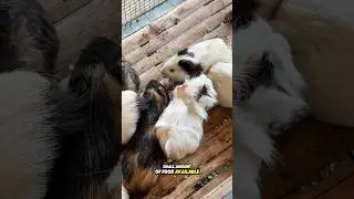These guinea pigs are not hesitant to share food with each others 🫣 #guineapig #guineapigvideo