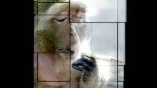 DOUG REES - CHARLIE THE SMOKING CHIMPANZEE