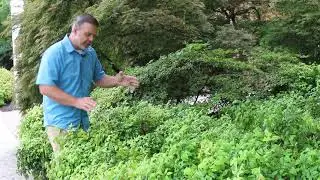 Dwarf Nandinas (Nandina domestica [Darf Cultivars]) - Plant Identification