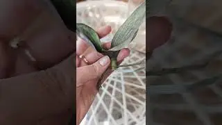 Реанимация орхидеи #орхидея #уходзаорхидеями #спасениеорхидей #orchid