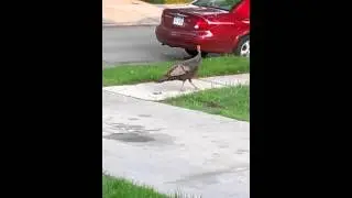 Alien bird