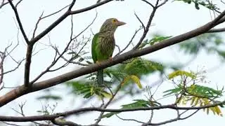 Lineated Barbet's call