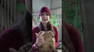 how to tell if a sulcata tortoise is a male or female.