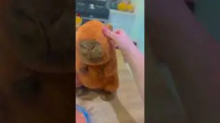 Feeding my capybara :3 #cute #trending #trend #welcometomychannel #aesthetic #capybara #plushie ❤️