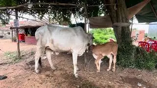 Bucows-Cattle, cows, animals, natural animals, buffalo, butterflies