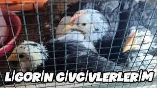 Ligorin civcivlerim