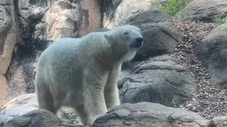番外編 ゴーゴくんに会いたいイッちゃん♪一方ライくんは…【番外編】【よこはま動物園ズーラシア】ホッキョクグマ