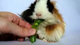 Mimsy eating a sugar snap pea